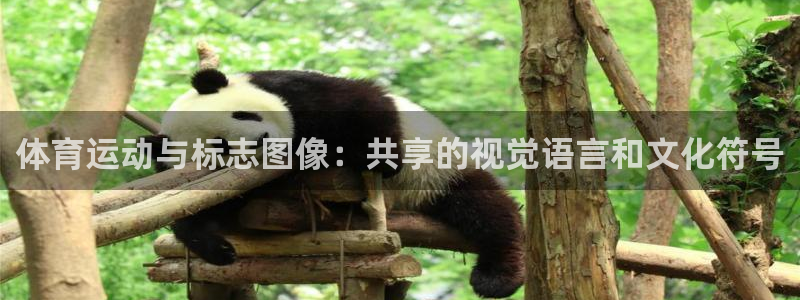 球速体育：体育运动与标志图像：共享的视觉语言和文化符号